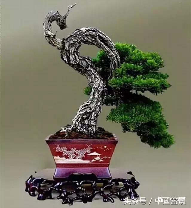 盆景的意境之美,优雅的盆景