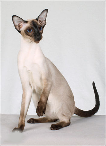 每日一猫暹罗猫,猫界保姆暹罗猫