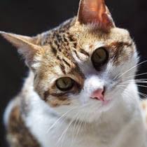 四川上贡猫,四川简州猫是狸花猫吗