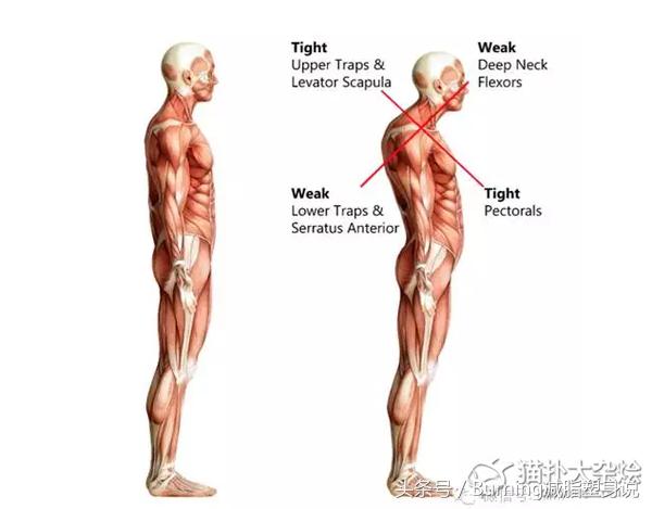 要做到这几点才能长高,上半身如何迅速长高