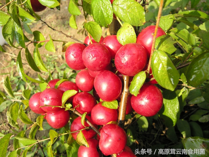 东北中药材种植什么品种前景好点,适合东北种植的中药材有哪些品种