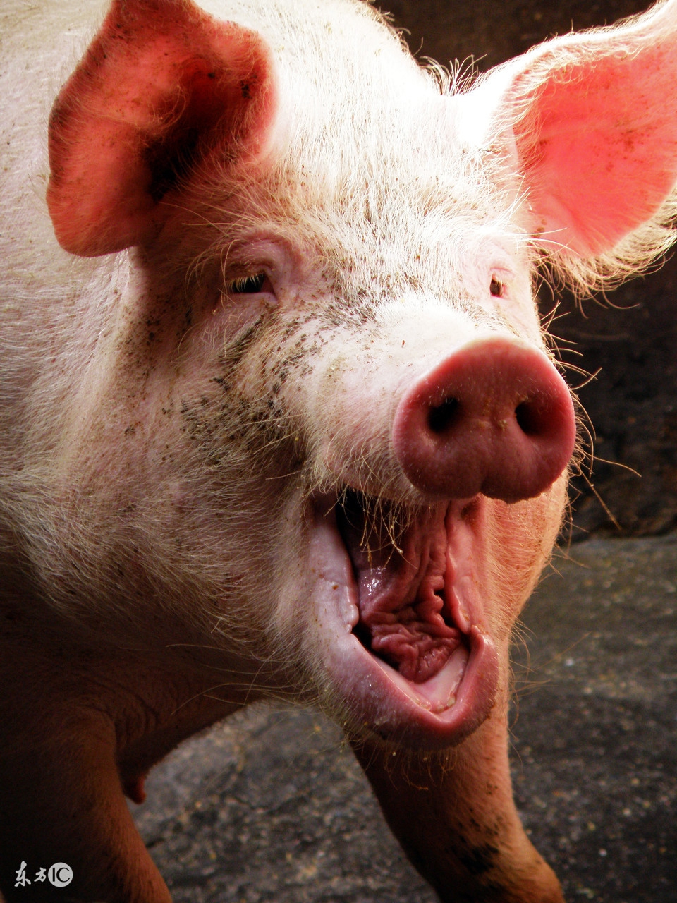 仔猪水肿病的综合防治论文,仔猪水肿病症状及治疗方法