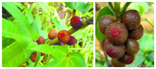 这些野果你都吃过吗,这些野果你们都吃过吗