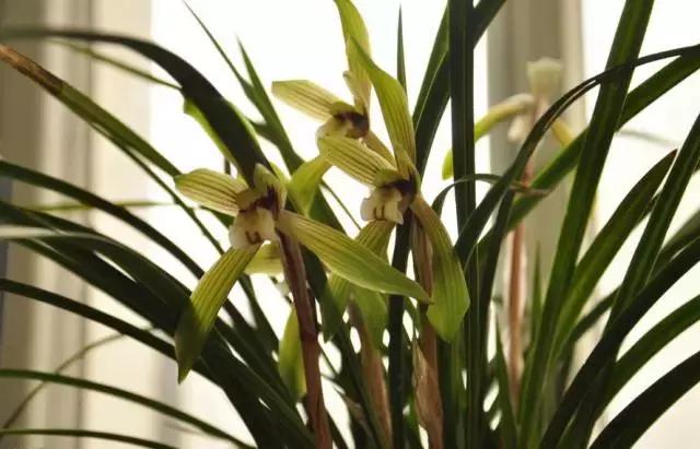 中国国花有什么样的品质,中国国花有什么品质