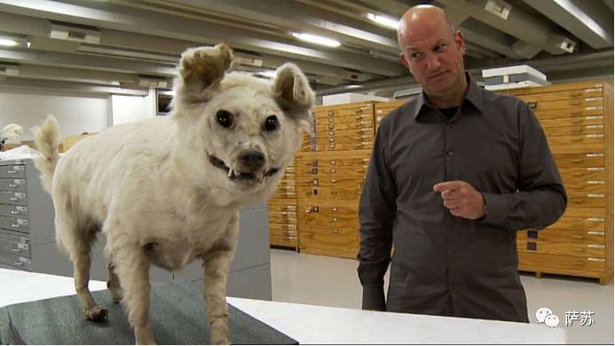 二郎神的狗是不是哮天犬,二郎神的哮天犬是不是真实存在