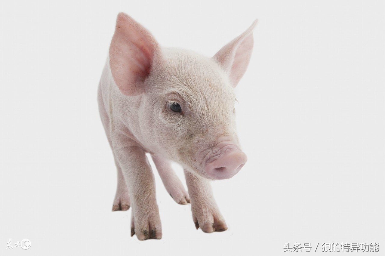 8月属猪运势大揭秘,属猪人4月份运势揭秘