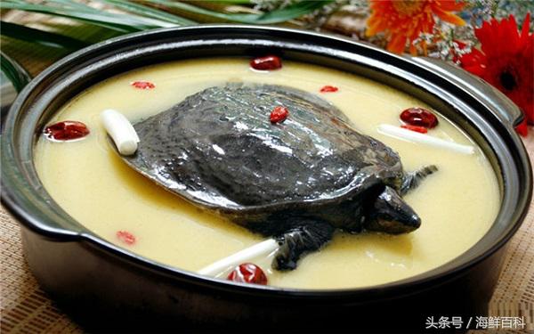 甲鱼有什么营养怎么杀,甲鱼的杀法和吃法的详细教程