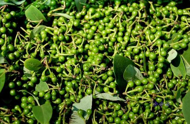 分享一下贵州凯里酸汤鱼,猫爷讲历史