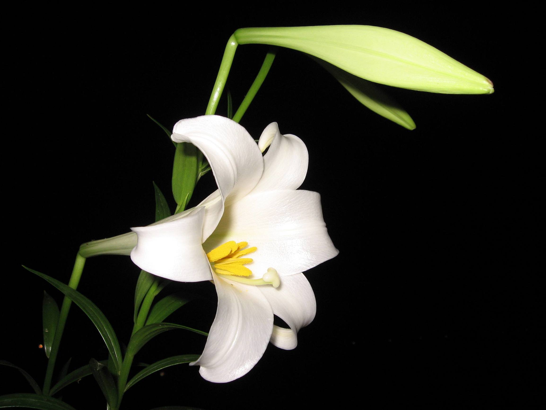 百合百年好合的功效与作用,百合花除了百年好合还有什么寓意