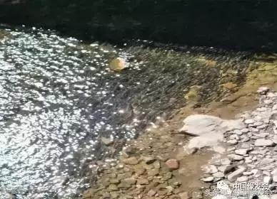 6种鱼不能随便吃容易判刑,别吃这种鱼存在健康隐患