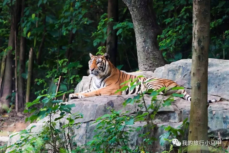 珠海长隆野生动物园旅游攻略,广州长隆自驾游旅游攻略