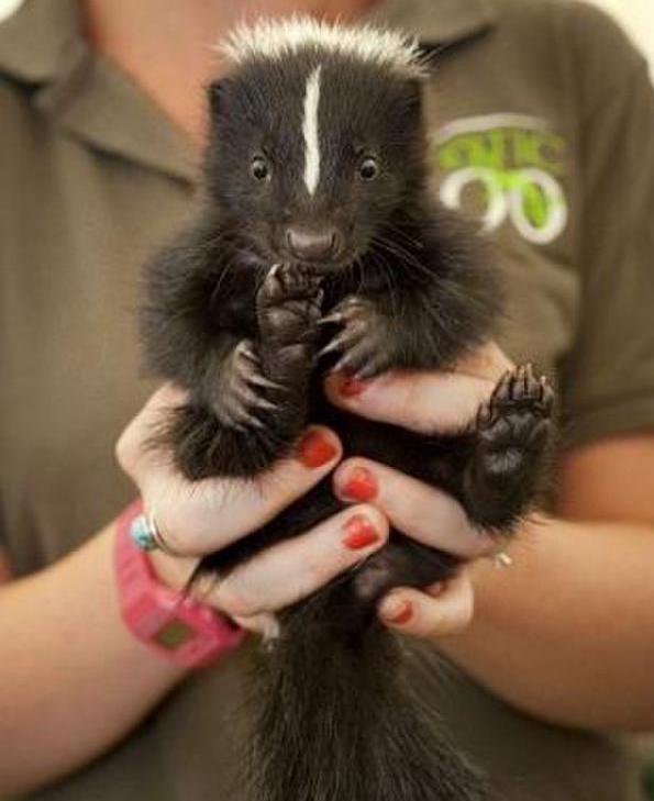 人见人爱的小宠物真是太可爱了,盘点十个让男人羡慕的宠物