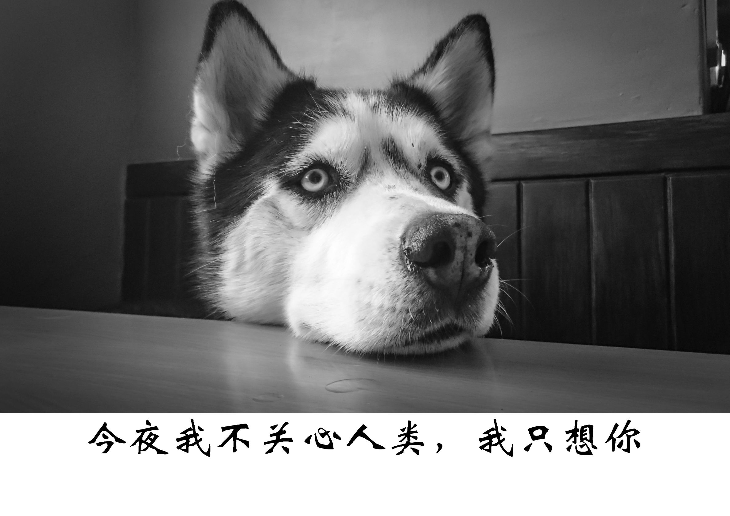 养幼犬哈士奇需要准备什么东西,养幼犬哈士奇应该准备什么东西