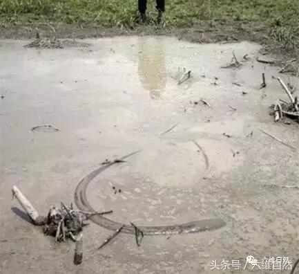 电鳗在水里是不是没有天敌,电鳗真的在水中是没有对手吗