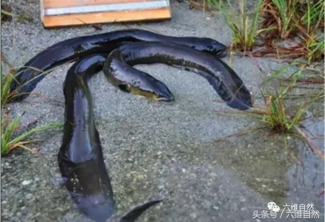 电鳗在水里是不是没有天敌,电鳗真的在水中是没有对手吗