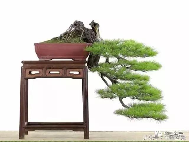 盆景的意境之美,优雅的盆景