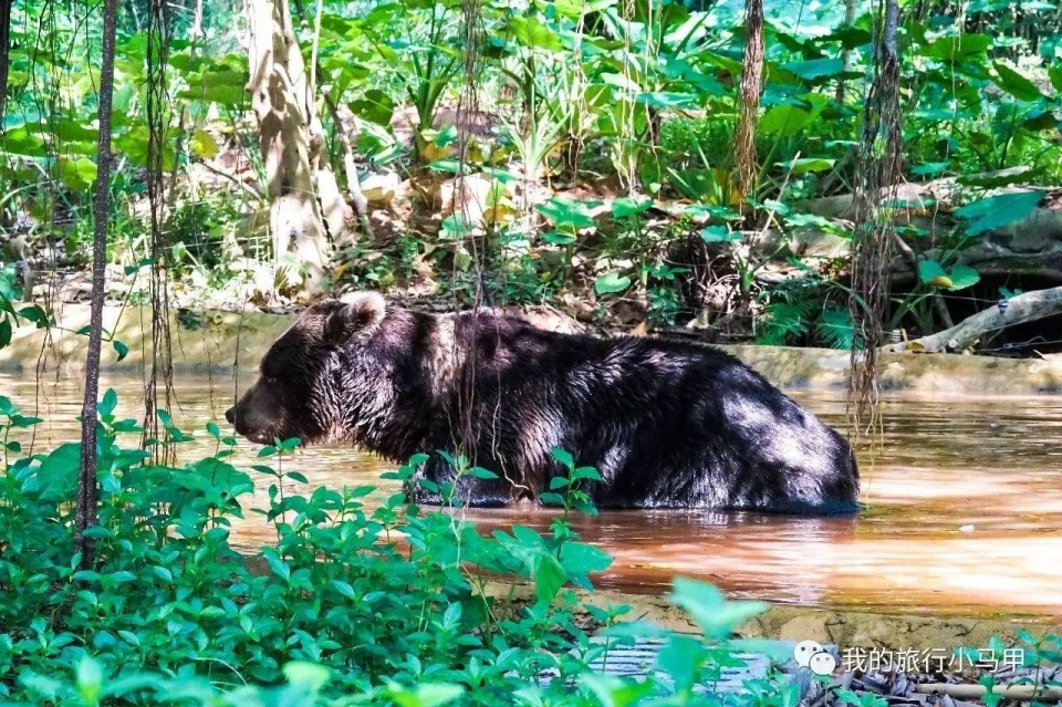 珠海长隆野生动物园旅游攻略,广州长隆自驾游旅游攻略