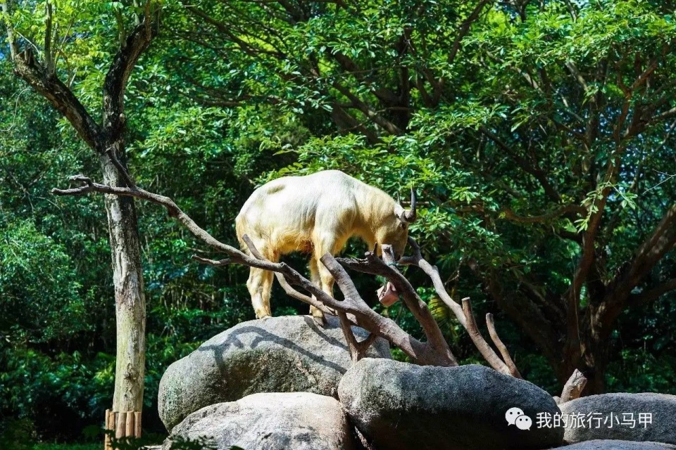 珠海长隆野生动物园旅游攻略,广州长隆自驾游旅游攻略