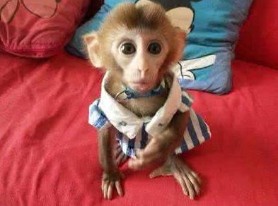 人见人爱的小宠物真是太可爱了,盘点十个让男人羡慕的宠物