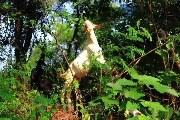 北海涠洲岛五天游攻略,北海涠洲岛自由行详细攻略