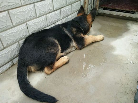 一只德牧从出生到长大的变化,平背短毛德牧幼犬1-12个月变化图