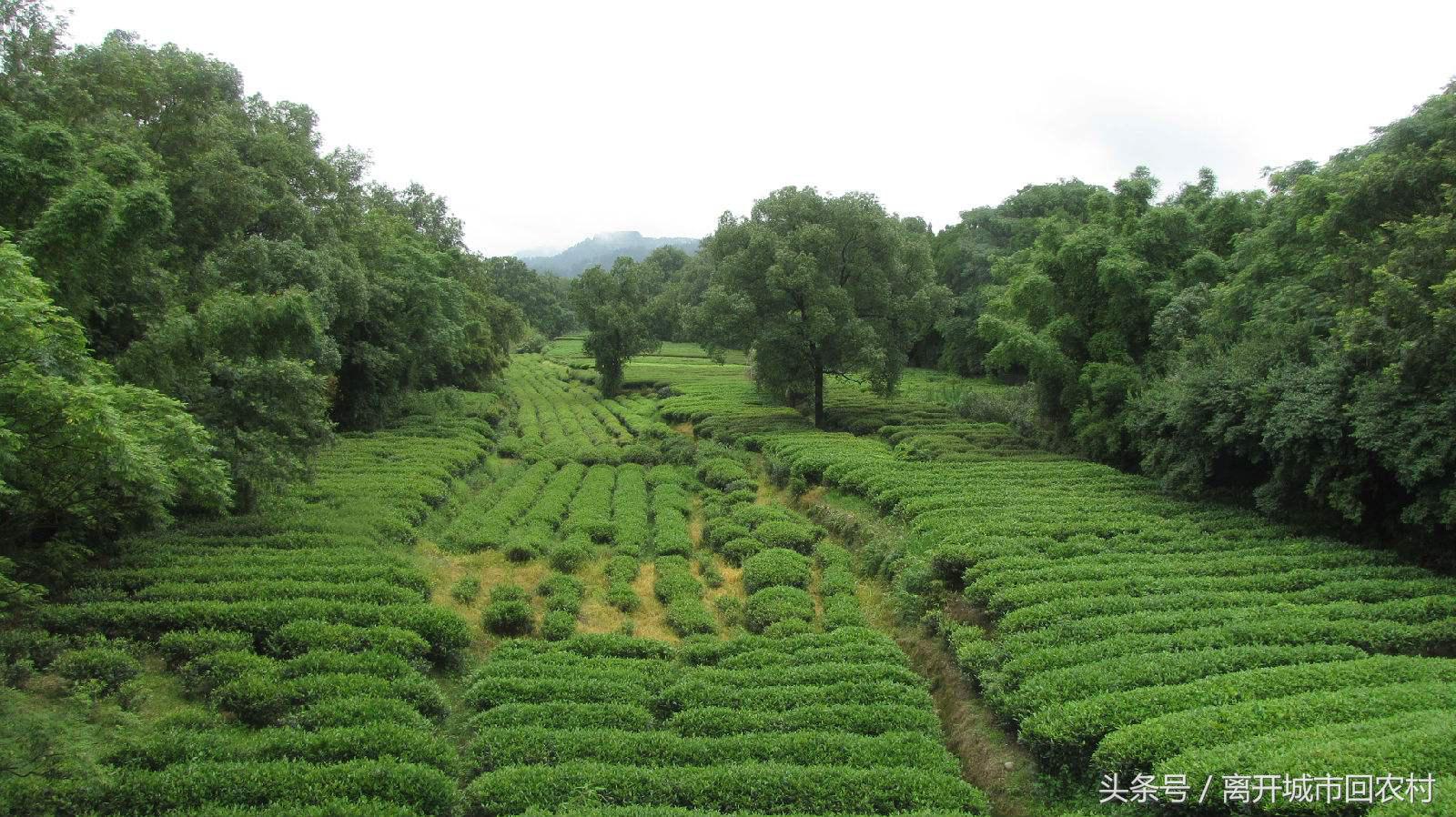 大学生创业应该如何寻求创业机会,大学生回农村创业有什么政策