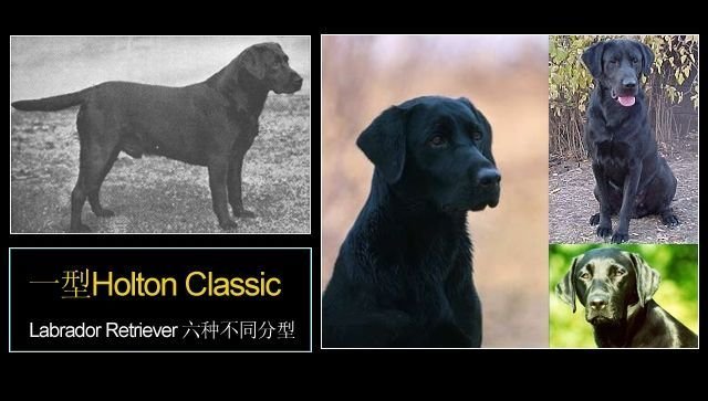 拉布拉多幼犬后腿正常形态,拉布拉多真有五种形态吗