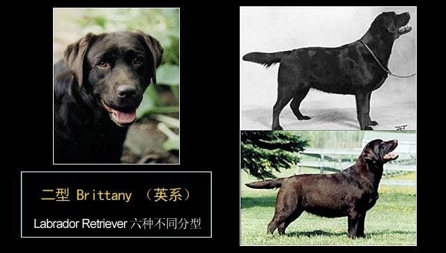 拉布拉多幼犬后腿正常形态,拉布拉多真有五种形态吗