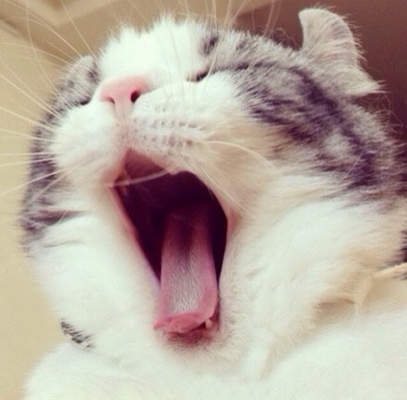 老虎不发威当我是hellokitty啊原版,不发威当我是hellokitty