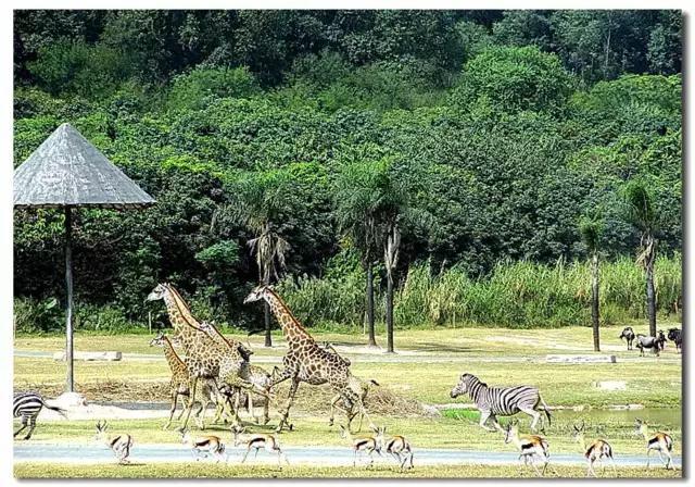 长隆野生动物世界抱考拉,考拉长隆野生动物园