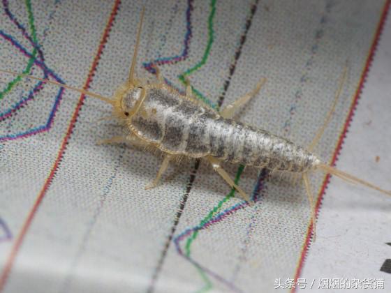十种很常见但是不为人知的昆虫,盘点你没见过的昆虫