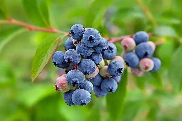 孩子喜欢酸酸甜甜的诱惑，对视力非常好的利智蓝莓