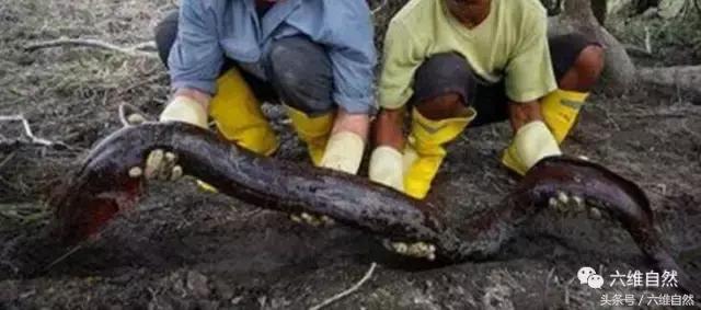 电鳗在水里是不是没有天敌,电鳗真的在水中是没有对手吗