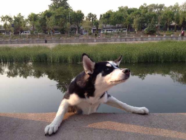 养幼犬哈士奇需要准备什么东西,养幼犬哈士奇应该准备什么东西