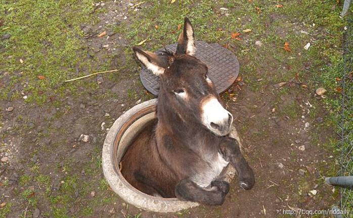 养殖业最有前景的项目,不愁销路的养殖致富项目