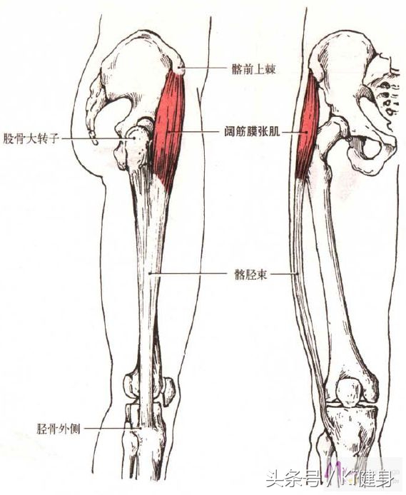 阔筋膜和阔筋膜张肌的区别,阔筋膜张肌和哪些肌肉为拮抗肌