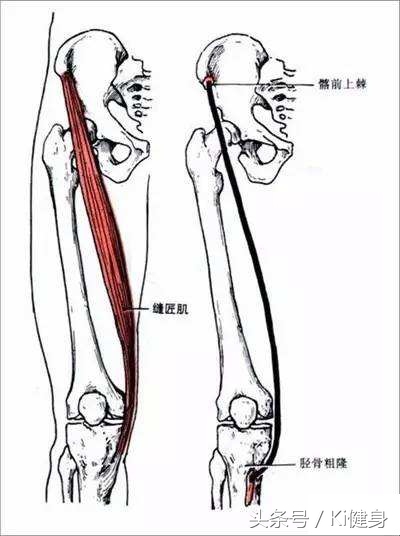 阔筋膜和阔筋膜张肌的区别,阔筋膜张肌和哪些肌肉为拮抗肌