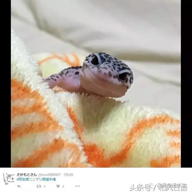 日本可爱小壁虎,日本宠物壁虎