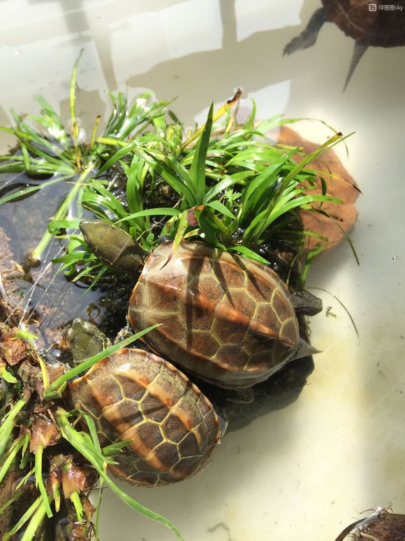 养龟的禁忌怎样养乌龟才是对的,对养龟的新手来说哪种乌龟最好