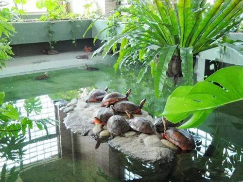 养龟的禁忌怎样养乌龟才是对的,对养龟的新手来说哪种乌龟最好