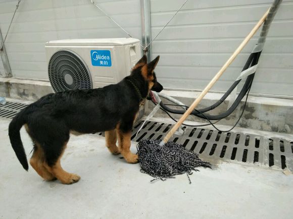 一只德牧从出生到长大的变化,平背短毛德牧幼犬1-12个月变化图