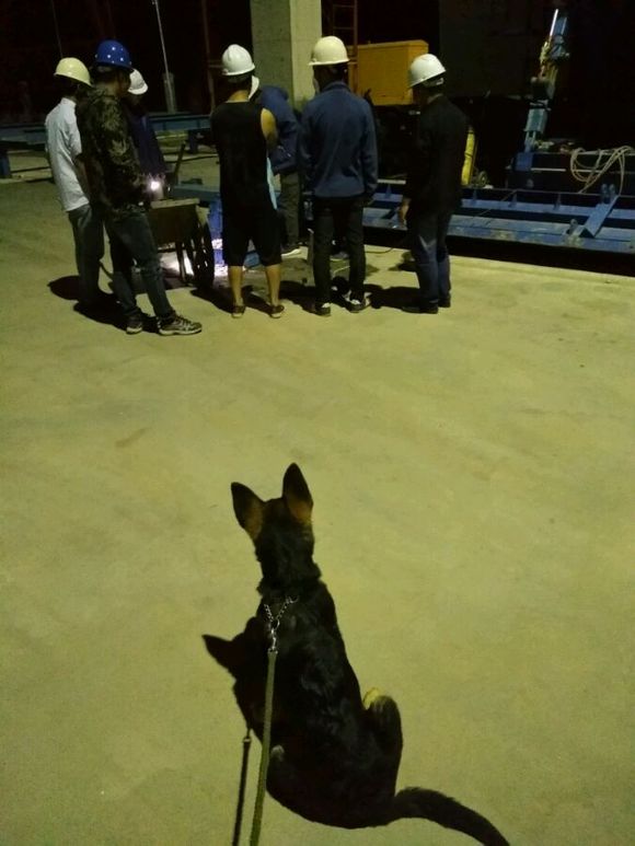 一只德牧从出生到长大的变化,平背短毛德牧幼犬1-12个月变化图