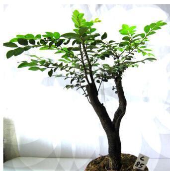 装修好的房子种什么植物能去甲醛,24小时去甲醛有害气体的植物