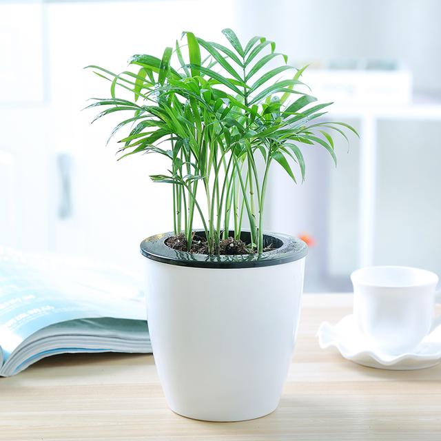 装修好的房子种什么植物能去甲醛,24小时去甲醛有害气体的植物