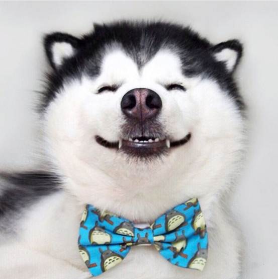 宠物哈士奇与雪橇犬的区别,土狗拥有哈士奇的性格