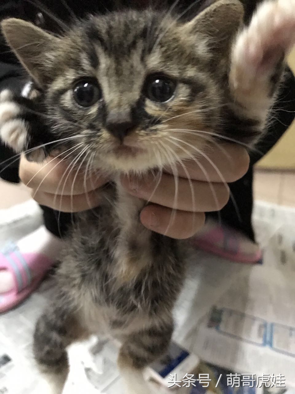 喵星人家养仓鼠,喵星人长得好像小仓鼠