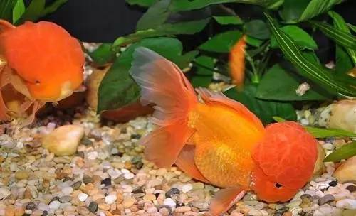 家里摆鱼缸数量有什么讲究,属马属蛇的家里怎么摆鱼缸