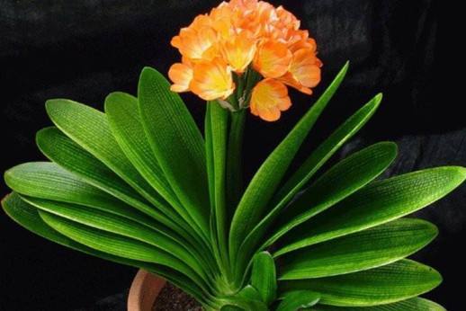 君子兰怎样浇水是正确的,君子兰浇水最简单的方法