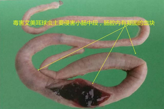 鸡球虫病的特点和治疗,鸡球虫病的发生原因及预防方法