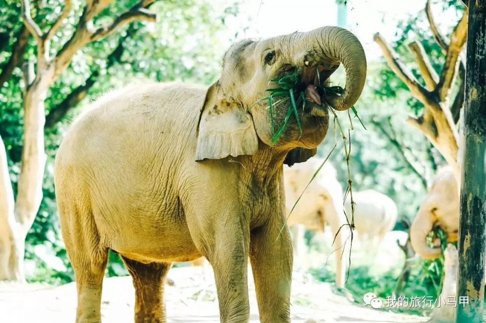 珠海长隆野生动物园旅游攻略,广州长隆自驾游旅游攻略